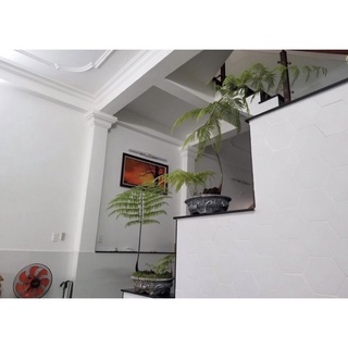 Dương xỉ culi chơi cảnh (1 củ to)