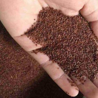 100G NGŨ HOA HẠT - HẠT ĐÌNH LỊCH