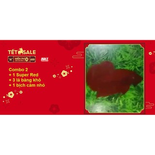 Combo betta food 2 spr - thức ăn cho cá