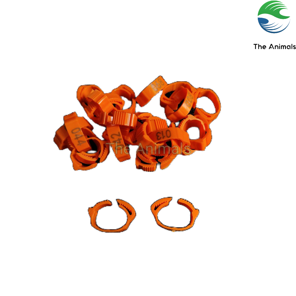 [Bich 100 cái] Vòng đeo chân cho gà, vịt, bồ câu