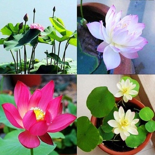 #Hạt_giống_sen_mini_Nhật Full màu F1