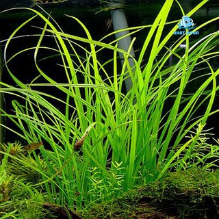 Cây Thủy Sinh Cỏ Cọp