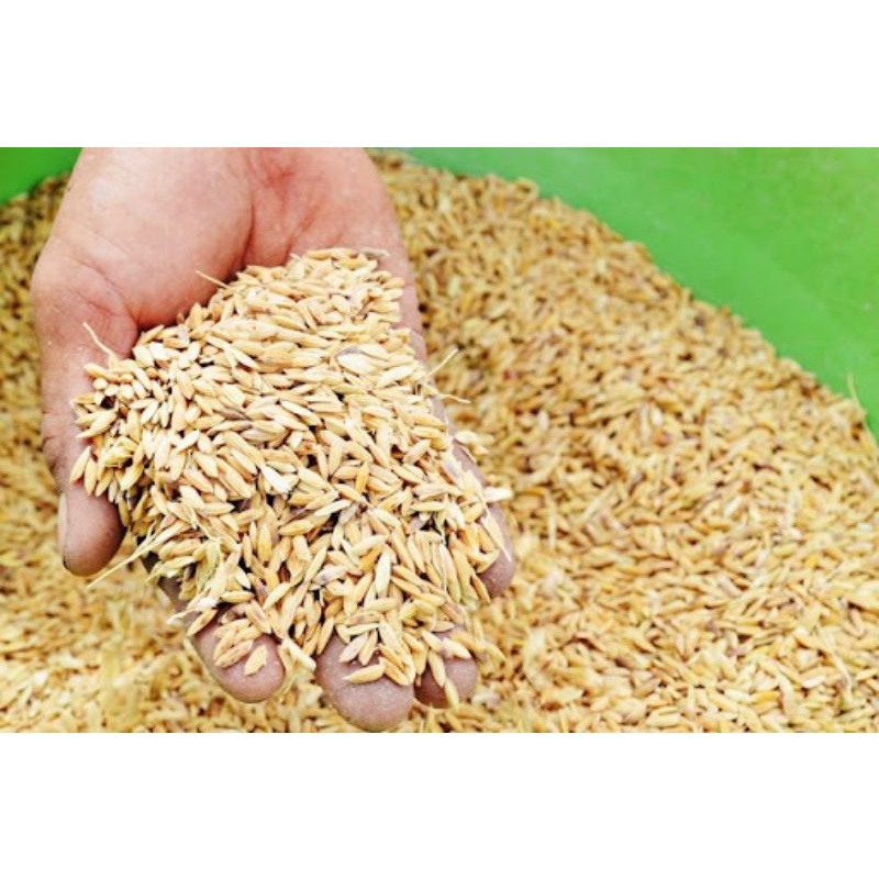 Lúa dành cho chim, gà... 1kg