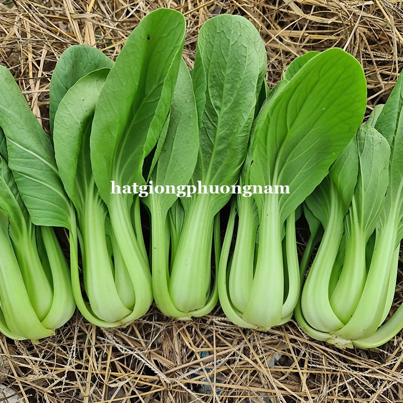 1GR - HẠT GIỐNG CẢI THÌA F1
