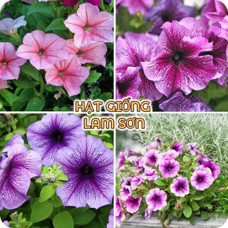 HẠT GIỐNG HOA DẠ YẾN THẢO ( Đủ Màu ) - Loài Hoa Đẹp,Sang Chảnh, Dễ Trồng Tại Nhà.