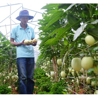 25 Hạt Hạt Giống Dưa Pepino (Solanum muricatum)