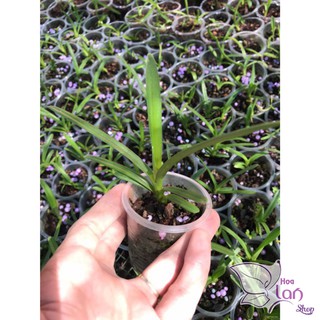 Cây giống lan kiếm Phan Trí (combo 3 cây)