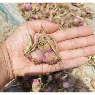 [1 Kg] CỦ HÀNH HƯƠNG ĐẶC SẢN BÌNH ĐỊNH
