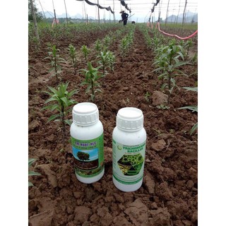 NẤM ĐỐI KHÁNG TRICHODERMA BACILLUS HLC 500ML - Ủ PHÂN CHUỒNG, ĐỐI KHÁNG NẤM BỆNH, CẢI TẠO ĐẤT