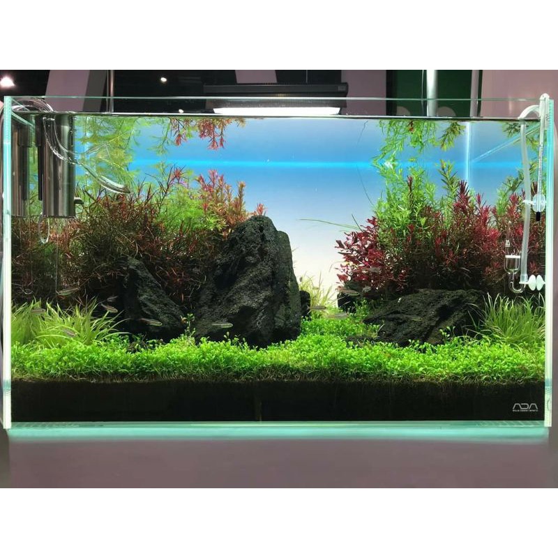 Decal dán bể cá phong cách ADA Skyopen