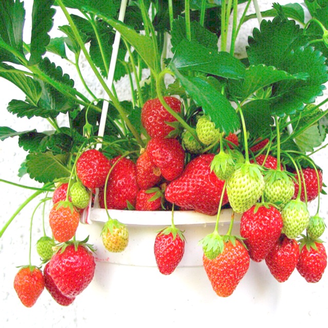 Hạt giống dâu tây nhập khẩu ALIBABA, dâu đất (dâu xạ) nhanh nãy mầm ra nhiều trái (gó 0.1gr/100hat)