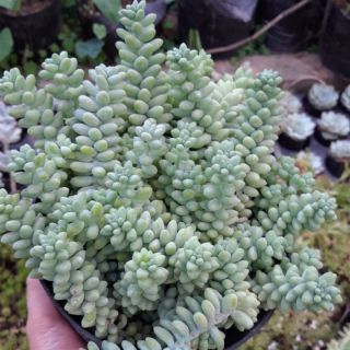 Chuỗi ngọc size to