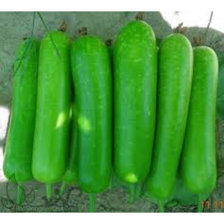 HẠT GIỐNG BẦU F1