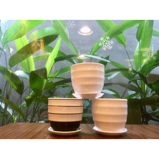 Chậu trồng cây sứ Bát Tràng