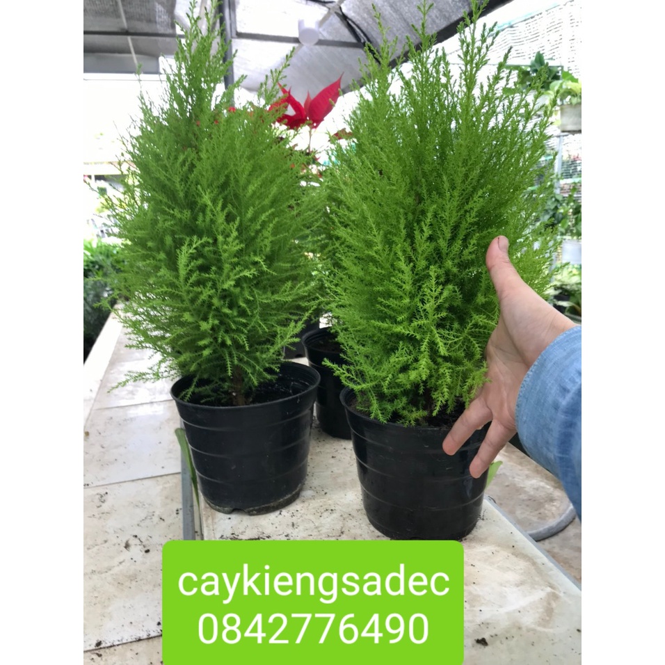 Caykiengsadec- Tùng thơm+tặng phân bón cho cây-hoa lá cây kiểng-
