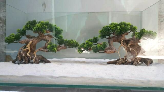 Lũa Bonsai Tùng hồ cá- ngan 25 cm,cao 17 cm