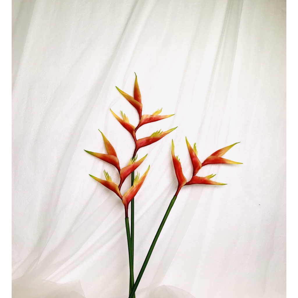 Hoa CHUỐI PHÁO đỏ  - HC0009