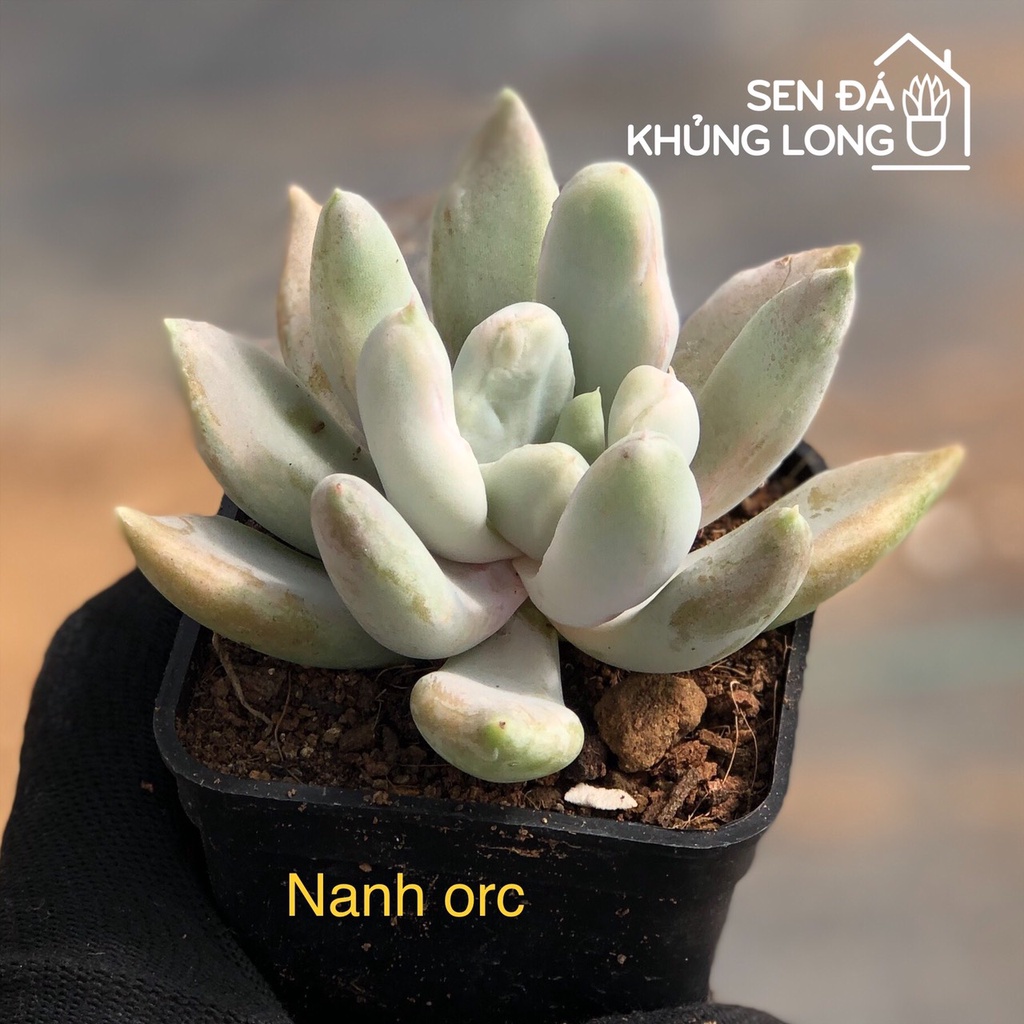 sen đá Nanh Orc - echeveria Machete
