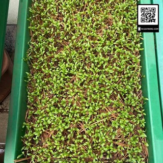 Deal 1K - 100 hạt giống rau mùi tía (ngò tía, ngò rí) - Tập làm vườn cùng Tạ Gia Trang