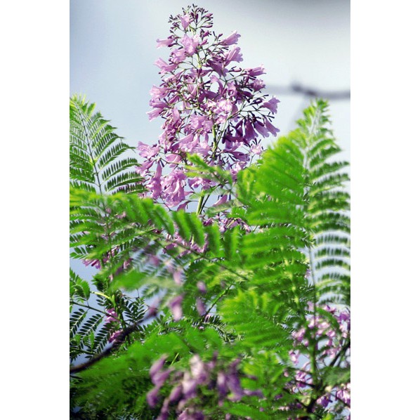 Hạt giống hoa Phượng Tím túi 3 hạt - tặng kèm 3 viên nén ươm hạt