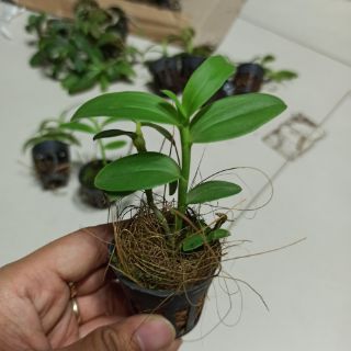 Lan phi điệp tím