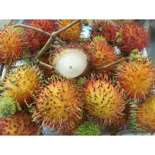 Cây giống chôm chôm nhãn siêu trái