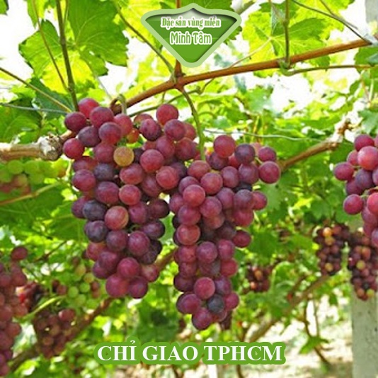 Nho đỏ Ninh Thuận tươi ngon [CHỈ GIAO TPHCM]