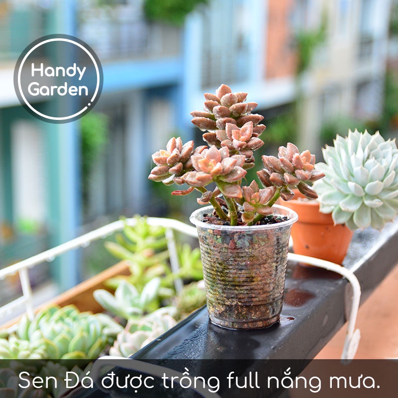 Handy Soil 200g - Đất Trồng Sen Đá Mùa Mưa Sài Gòn
