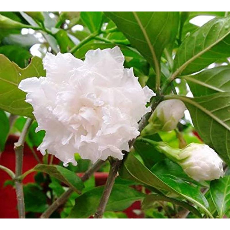 Lài tuyết,lài nữ hoàng