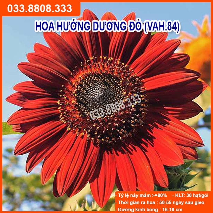 Hạt giống hoa hướng dương đỏ cao F1 - 30 hạt