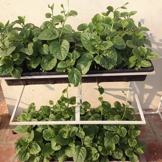 BỘ 3 GÓI HẠT GIỐNG RAU MỒNG TƠI