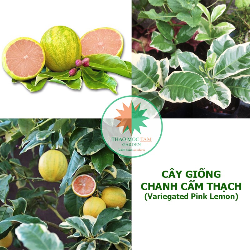 Cây giống Chanh Cẩm Thạch - Cây lá rất thơm đặc trưng, trái chanh đẹp lạ mắt, cây thích hợp khí hậu nóng