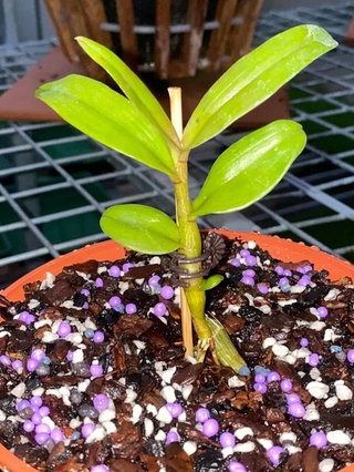 (SẢN PHẨM HÓT) Lan Phi điệp 5 CÁNH HỒNG THIÊN LÔI