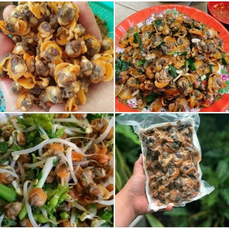 RUỘT SÒ HUYẾT. Giao siêu tốc