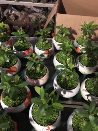 Cầy tài lộc/ cây may mắn