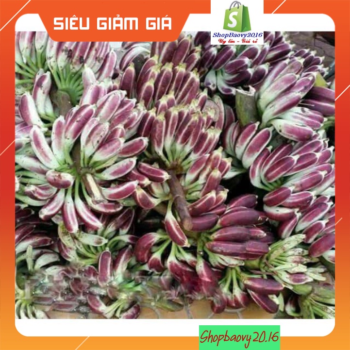 1kg Quả chuối hột rừng Tây nguyên 🍀FREESHIP🍀Nguyên Quả Phơi Khô Tự Nhiên Chuẩn 100% | BigBuy360 - bigbuy360.vn
