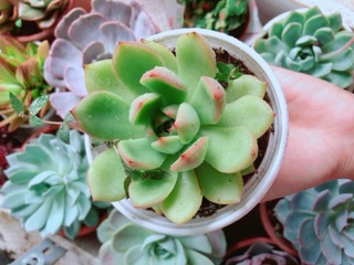 Chậu sen đá viền đỏ