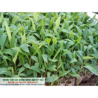 Cây giống chuối tây- chuối sứ