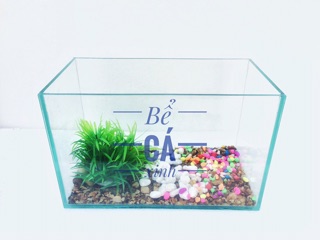 Bể Cá Mini Đẹp
