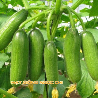 Hạt Giống Dưa Chuột Thái G7 - 10 Hạt