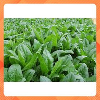Hạt giống cải bó xôi