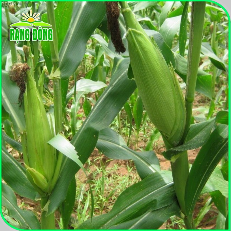 Hạt giống Bắp Sữa Ngọt, ăn sống rất ngon, trồng quanh năm (gói 5gr) - Hạt giống Rạng Đông