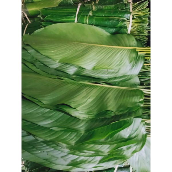 Lá dong tươi gói bánh