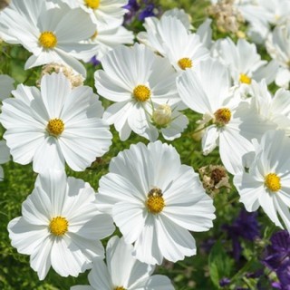 Hạt giống hoa sao nhái - cánh bướm MÀU TRẮNG GÓI 1 LẠNG nhiều hạt đẹp tỷ lệ nảy mầm cao dễ trồng HSN0088