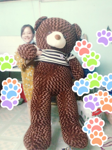 Gấu teddy 1m8