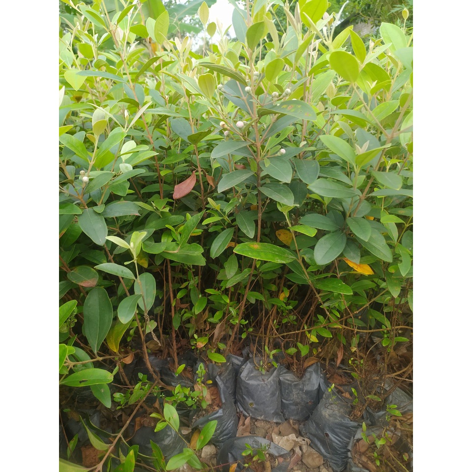 Cây giống Sim tím [ Trồng làm cảnh hoặc dược liệu, quả ăn được ]