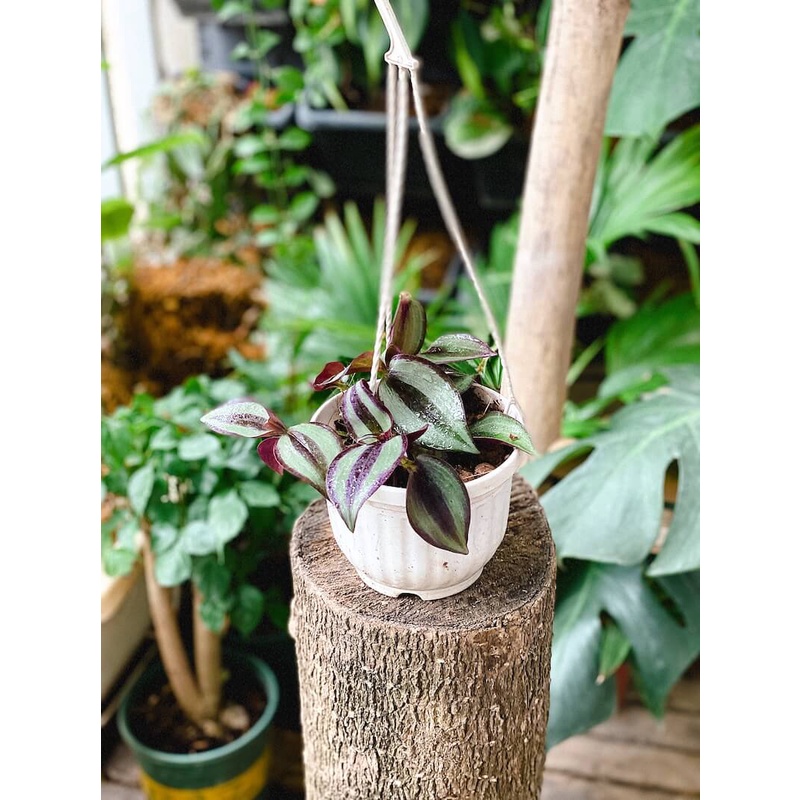 Cây Tradescantia zebrina ‘Silver Plus’  chậu treo bí ngô 10cm