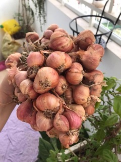 hành khô lý sơn 500g