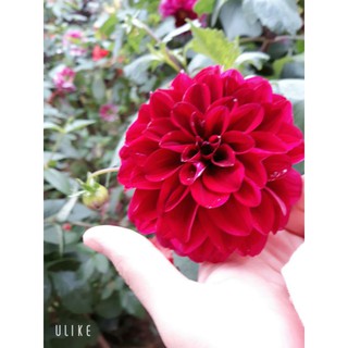 cúc cổ sơn la