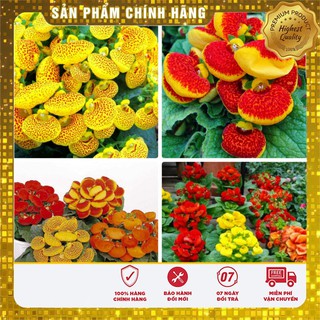 Hạt giống hoa huyền sâm nhiều màu ( gói 40-50 hạt )